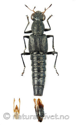 KA_110330_bohemicus / Stenus bohemicus