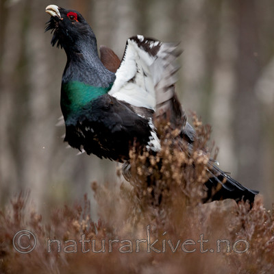 KA_110417_1431 / Tetrao urogallus / Storfugl