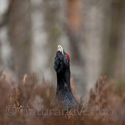 KA_110417_1435 / Tetrao urogallus / Storfugl