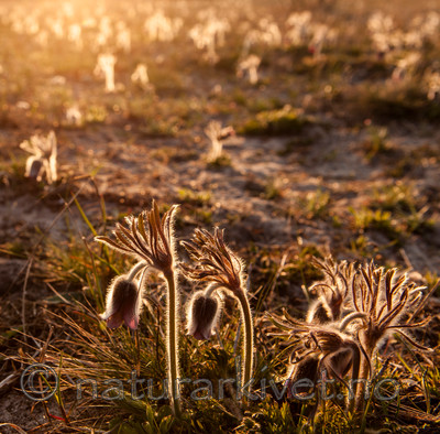 KA_110423_2191 / Pulsatilla pratensis / Kubjelle