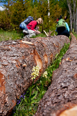 KA_110525_2689 / Dactylorhiza sambucina / Søstermarihand