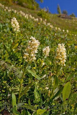 KA_110525_2702 / Dactylorhiza sambucina / Søstermarihand