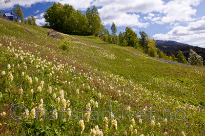 KA_110525_2712 / Dactylorhiza sambucina / Søstermarihand