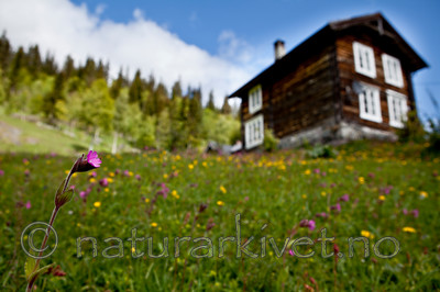 KA_110525_2725 / Silene dioica / Rød jonsokblom