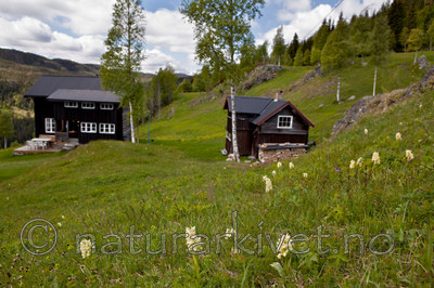 KA_110525_2727 / Dactylorhiza sambucina / Søstermarihand