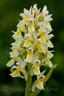 KA_110525_2743 / Dactylorhiza sambucina / Søstermarihand