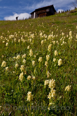 KA_110525_2744 / Dactylorhiza sambucina / Søstermarihand