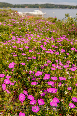 KA_110608_2896 / Geranium sanguineum / Blodstorkenebb