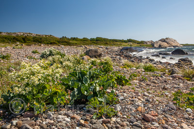 KA_110612_2912 / Crambe maritima / Strandkål