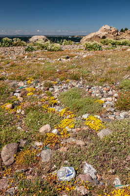 KA_110612_2914 / Sedum acre / Bitterbergknapp