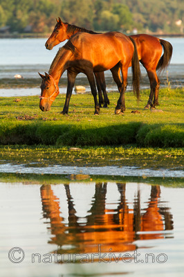 KA_110615_3699 / Equus caballus / Hest