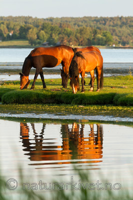 KA_110615_3701 / Equus caballus / Hest