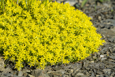 KA_110625_4302 / Sedum acre / Bitterbergknapp