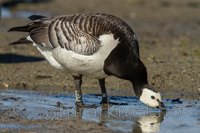 KA_110625_4309 / Branta leucopsis / Hvitkinngås