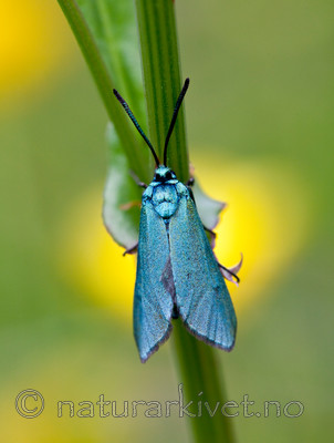 KA_110627_1718 / Adscita statices / Grønn metallsvermer