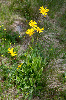 KA_110628_1797 / Arnica montana / Solblom