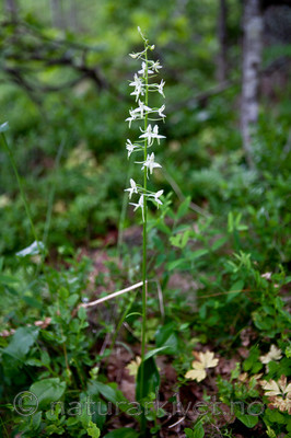 KA_110628_1824 / Platanthera bifolia / Nattfiol