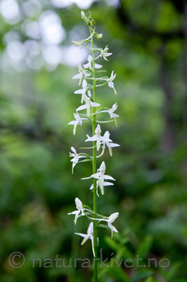 KA_110628_1825 / Platanthera bifolia / Nattfiol