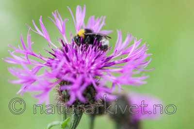 KA_110705_4390 / Centaurea scabiosa / Fagerknoppurt