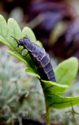 KA_110715_4533 / Lampyris noctiluca / Sankthansorm