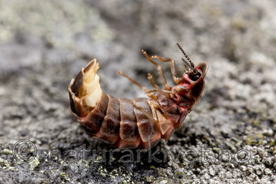 KA_110715_4536 / Lampyris noctiluca / Sankthansorm