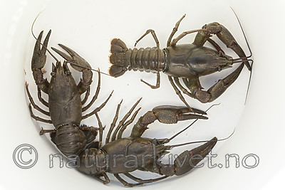 KA_110806_7202 / Astacus astacus / Edelkreps