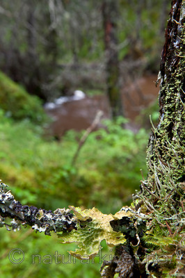 KA_110817_4207 / Lobaria pulmonaria / Lungenever