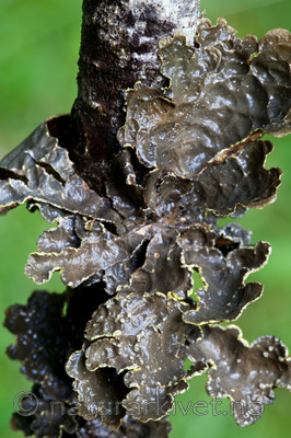 KA_110817_4252 / Pseudocyphellaria crocata / Gullprikklav