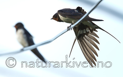 KA_110831_4506 / Hirundo rustica / Låvesvale