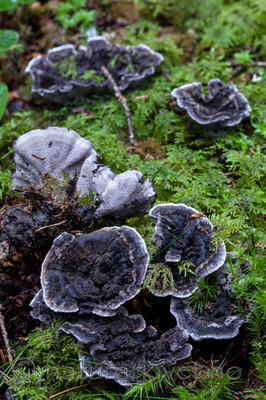 KA_110903_7785 / Phellodon niger / Svartsølvpigg