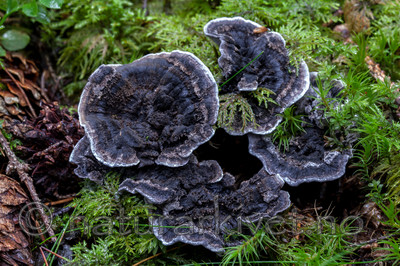 KA_110903_7786 / Phellodon niger / Svartsølvpigg