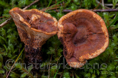 KA_110903_7789 / Hydnellum auratile / Flammebrunpigg