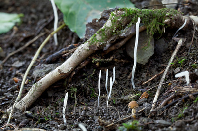 KA_110908_3164 / Clavaria fragilis / Tuekøllesopp