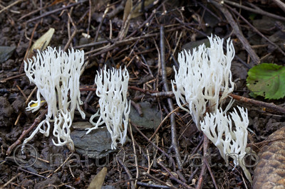 KA_110908_3169 / Ramariopsis kunzei / Hvit småfingersopp