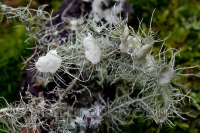 KA_110919_3488 / Usnea florida / Blomsterstry