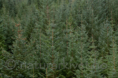 KA_111104_4268 / Picea sitchensis / Sitkagran