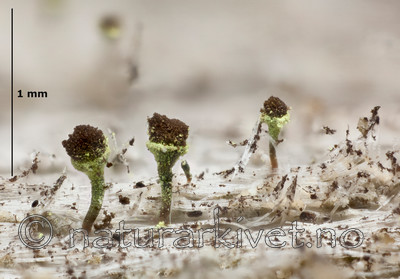 KA_111222_phaeocephala_mm / Chaenotheca phaeocephala / Stautnål