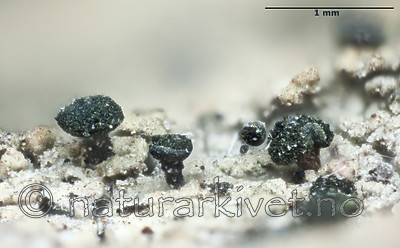 KA_120207_adspersum_mm / Calicium adspersum / Breinål