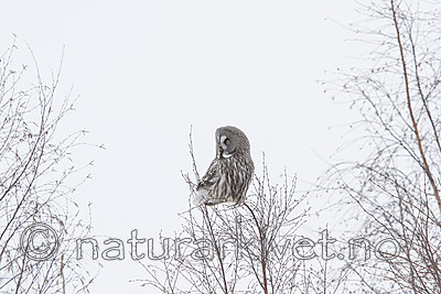 KA_120322_0091 / Strix nebulosa / Lappugle