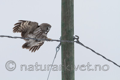 KA_120322_0142 / Strix nebulosa / Lappugle