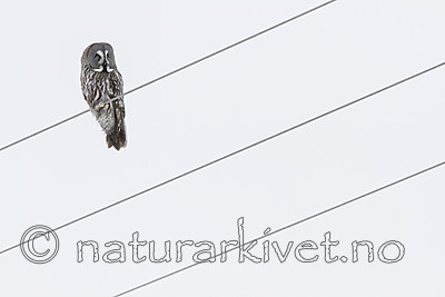 KA_120322_0154 / Strix nebulosa / Lappugle