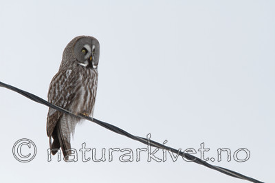 KA_120323_0466 / Strix nebulosa / Lappugle