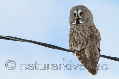 KA_120323_0472 / Strix nebulosa / Lappugle