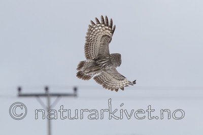 KA_120323_0519 / Strix nebulosa / Lappugle