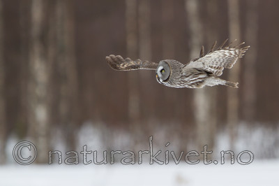 KA_120323_0531 / Strix nebulosa / Lappugle