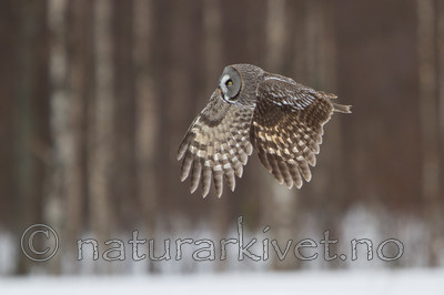 KA_120323_0532 / Strix nebulosa / Lappugle