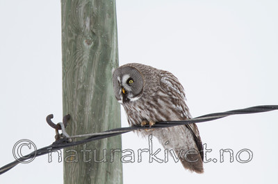 KA_120323_0572 / Strix nebulosa / Lappugle