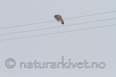 KA_120323_0578 / Strix nebulosa / Lappugle