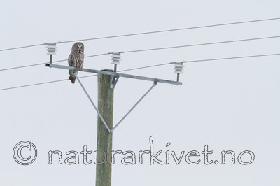 KA_120323_0586 / Strix nebulosa / Lappugle