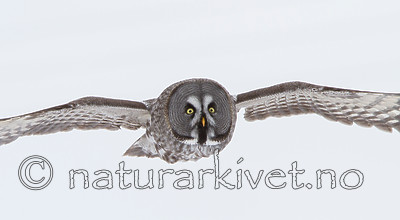 KA_120323_0598 / Strix nebulosa / Lappugle